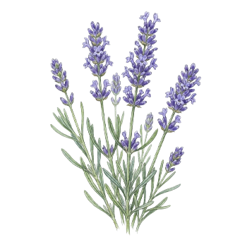  Lavender