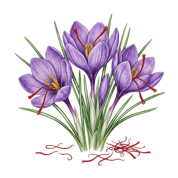  Saffron