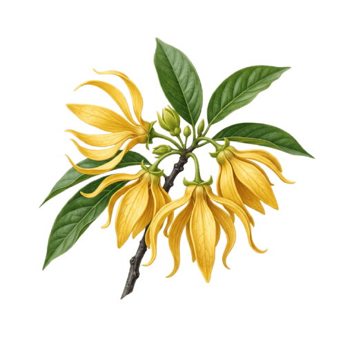 Ylang Ylang